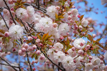 Obraz premium Peach flowers blooming during April in Fukushima Prefecture, Japan