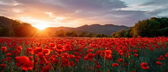 Vibrant sunset over field of blooming red poppies with scenic mountain view