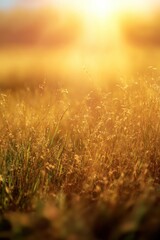 Fototapeta premium Golden sunset over tranquil field of tall grass blades