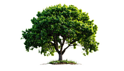 Vibrant Mature Tree with Dense Green Canopy.