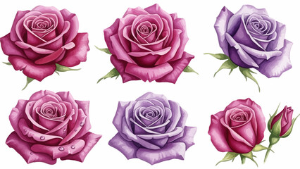 Fototapeta premium Rose flowers in various shades of pink and purple, arranged in a collection, viewed from directly above