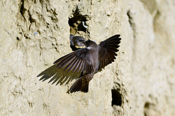 Uferschwalbe füttert am Nest // Sand martin feeding juveniles (Riparia riparia) © bennytrapp