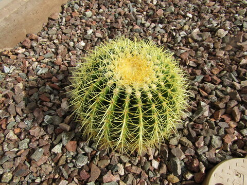 Cactus