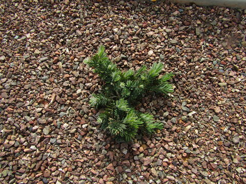 Green Plants