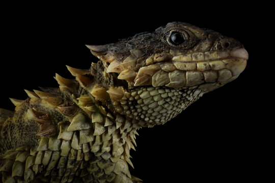 The Sungazer (Smaug giganteus) is a species of lizard from sub-Saharan Africa. a Closeup head The Sungazer isolated on black background