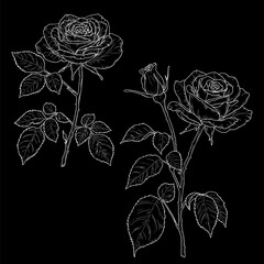 Rose on a thin stem with a bud and leaf, black and white sketch. Vector illustration. Graceful flowers with buds, set, isolated on a dark background. For cards, invitations and letters