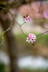 Fototapeta premium pink flowers of ornamental cherry plum tree, Prunus cerasifera. delicate flowers on a branch in spring