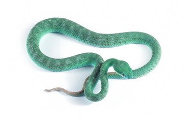Fototapeta premium Blue viper snake on white background, Blue viper snake closeup on isolated background, Indonesian viper snake