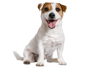 Sitting Jack Russell Terrier dog panting, isolated on a transparent or white background