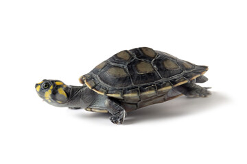 Obraz premium Clown turtle 