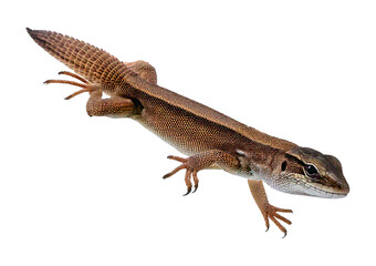 Tokay gecko isolated on transparent or white background