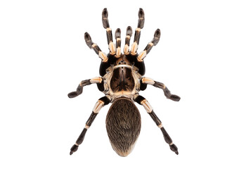 Top view of dorsal side Peacock tarantula, Poecilotheria metallica isolated on transparent or white background