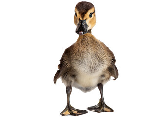Young duckling of Bernier's teal, Anas bernieri isolated on a transparent or white background