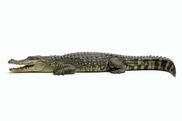 Obraz premium Crocodile Lying Parallel to Camera Isolated on White Background in Professional Stock Photography Style