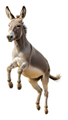Obraz premium Jumping donkey in action natural habitat animal isolated on transparent background