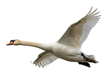 Swan flying gracefully over water nature scene wildlife isolated on transparent background