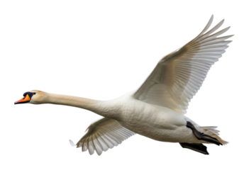 Swan flying gracefully over water nature scene wildlife isolated on transparent background