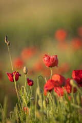 Obraz premium Vibrant poppies in summertime, on a sunny evening in Sussex