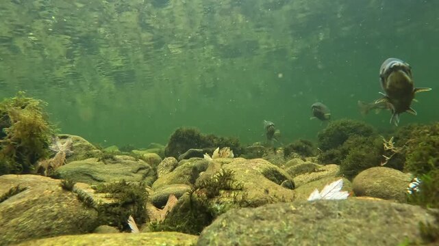 Small school of sea trout and Atlantic salmon swim together in a shallow stretch of the Dale River in western Norway, underwater view
