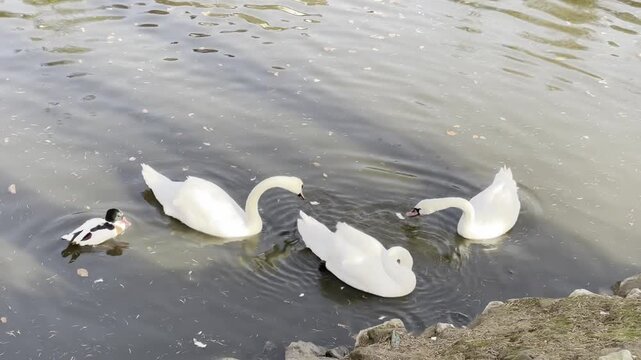 Wildlife near lake with nutria and swans