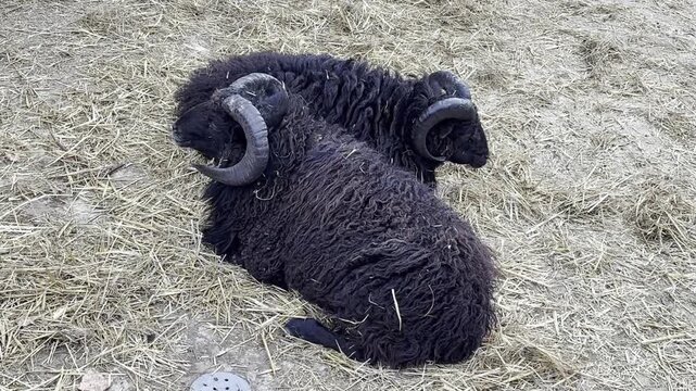 Black sheep resting inside farm barn