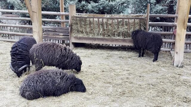 Black rams walking and eating hay in barn