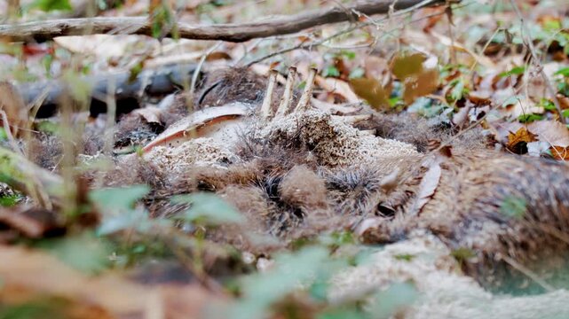 Side view of a rotting wild boar carcass in a forest with visible rib bones and maggots. Natural decay process on the woodland floor surrounded by leaves and vegetation.