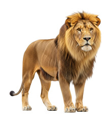 Obraz premium Majestic lion stands proudly in wildlife portrait isolated on transparent background