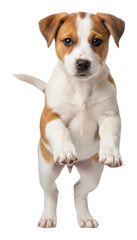 Playful puppy jumping in cute dog portraits isolated on transparent background