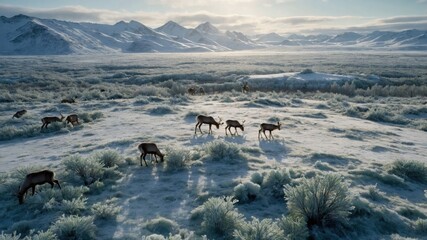 Naklejka premium Herd of reindeer grazing in a snowy landscape with mountains in the background during sunrise