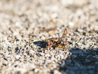 Gew&ouml;hnliche Strauchschrecke (Pholidoptera griseoaptera)