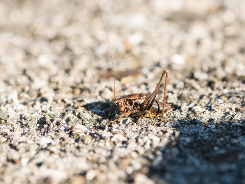 Gew&ouml;hnliche Strauchschrecke (Pholidoptera griseoaptera)