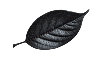 A single, dark, elegant leaf with intricate veining, against a stark black backdrop