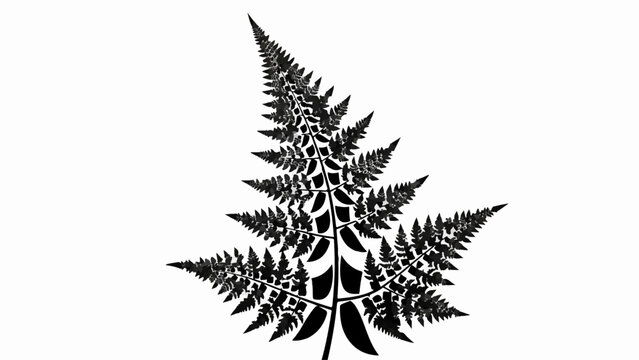 Intricate fractal pattern of a black fern leaf on a white background, showcasing natural geometry