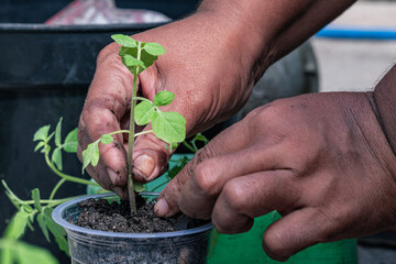 Close-up of hands planting a young seedling in a small plastic pot filled with soil. Concept