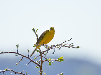 Obraz premium Yellow-headed Wagtail (Motacilla flava). A yellow wagtail perches on a tree branch. A spring morning in the wild.