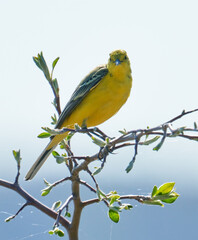 Yellow-headed Wagtail (Motacilla flava). A yellow wagtail perches on a tree branch. A spring morning in the wild.