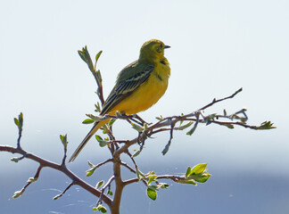 Obraz premium Yellow-headed Wagtail (Motacilla flava). A yellow wagtail perches on a tree branch. A spring morning in the wild.