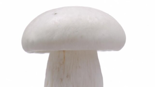 White button mushrooms isolated on white background, macro close up, fresh