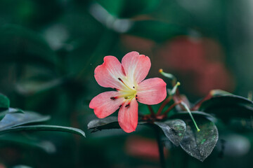 Fototapeta premium pink lily in the garden