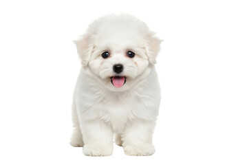 Obraz premium Adorable white puppy with fluffy fur and tongue out, looking directly at the camera, isolated on transparent background