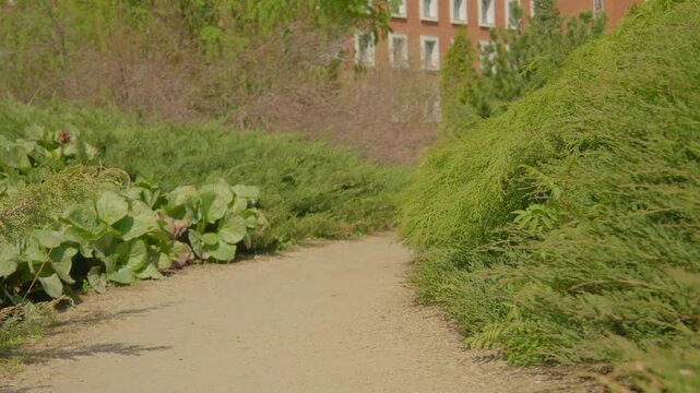 A trail in the park with juniper bushes growing along the sides. 