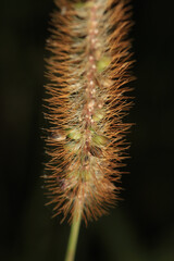 Obraz premium green trees forest landscape photo 