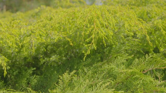 Light green juniper flowers are waving in the wind on a sunny day. The texture of the juniper branches and bushes is shown in close-up.