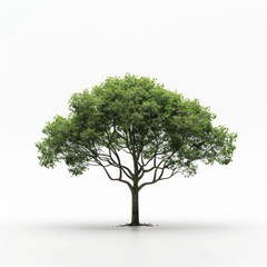 Obraz premium Lush green tree isolated background