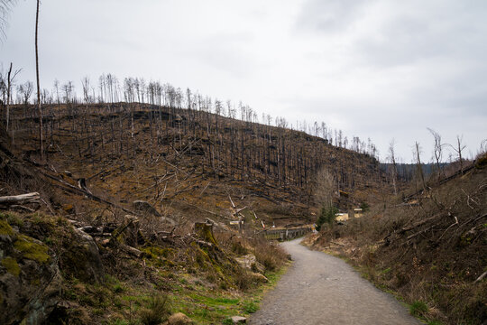 HRENSKO, CZECH REPUBLIC. 30th March 2025.  Pravciska Brana valley with burned trees on mountains. The Pravciska brana is a narrow rock formation in Bohemian Switzerland in the Czech Republic.