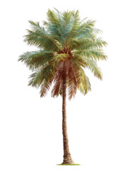 Fototapeta premium Digitally isolated palm tree against a plain black background