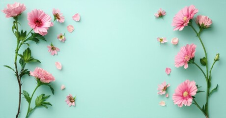 Obraz premium Pink cosmos flowers, petals scattered. Light blue background creates calm, delicate floral composition. Minimalist design.