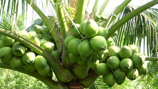 Lush coconut palm tree with many heavy bunches of green fruit in a sunlit Vietnamese orchard.