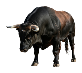 Bull in a field livestock farming animal rural scene isolated on transparent background